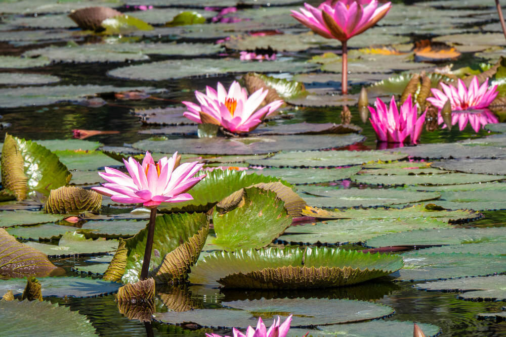 Pink water lilies floating in pond