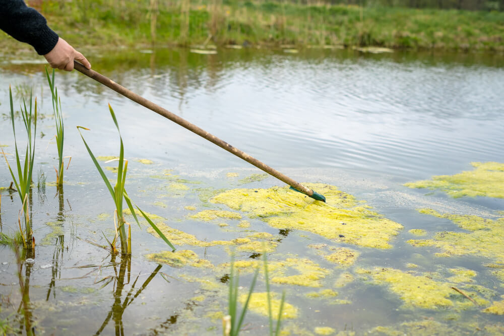 Clearing blanket weed with a pond rake