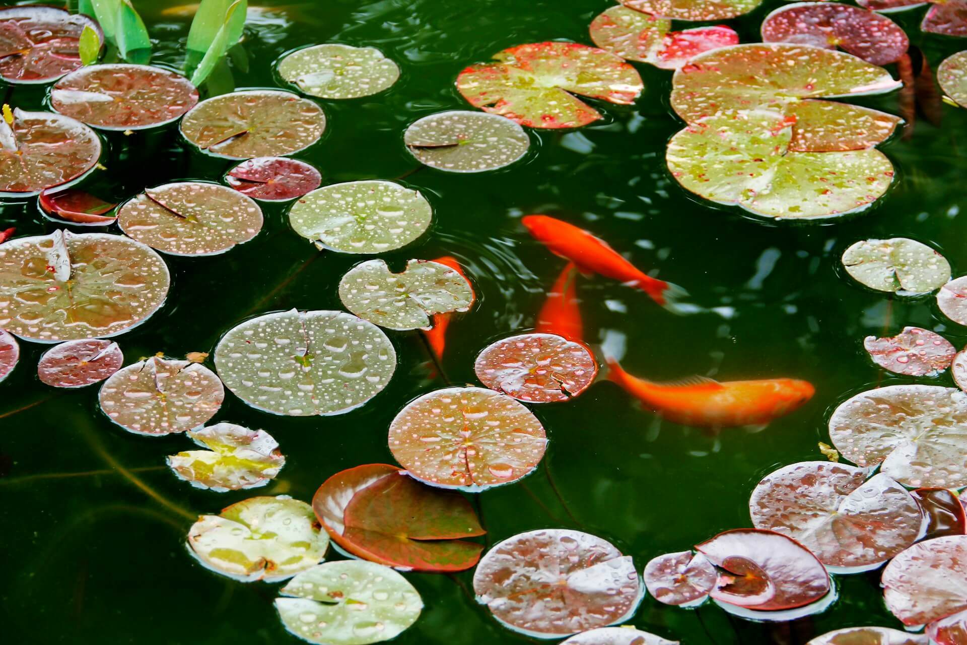 Floating pond plants to protect fish from herons