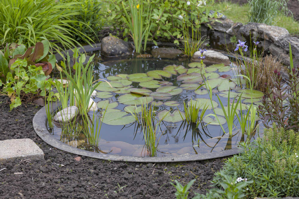 Small garden wildlife pond